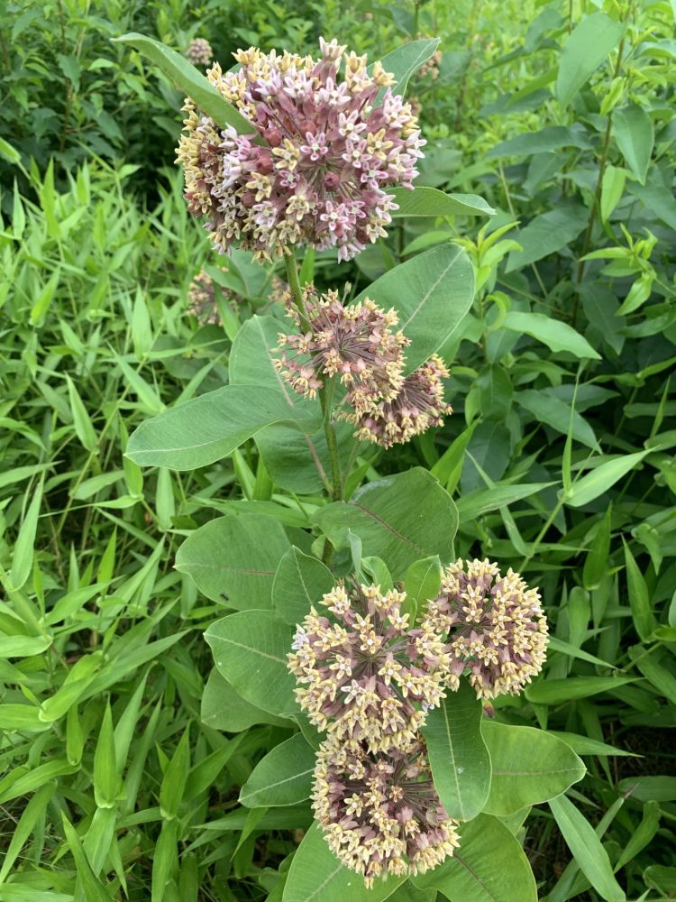 Boulder Brook Reservation, Common Milkweed