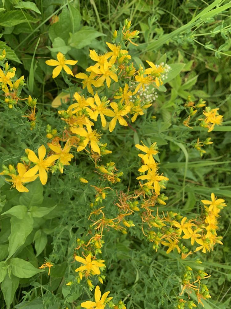 Boulder Brook Reservation, St. John's Wort