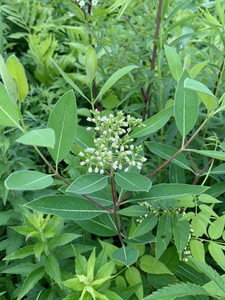 Boulder Brook Reservation, Hemp dogbane