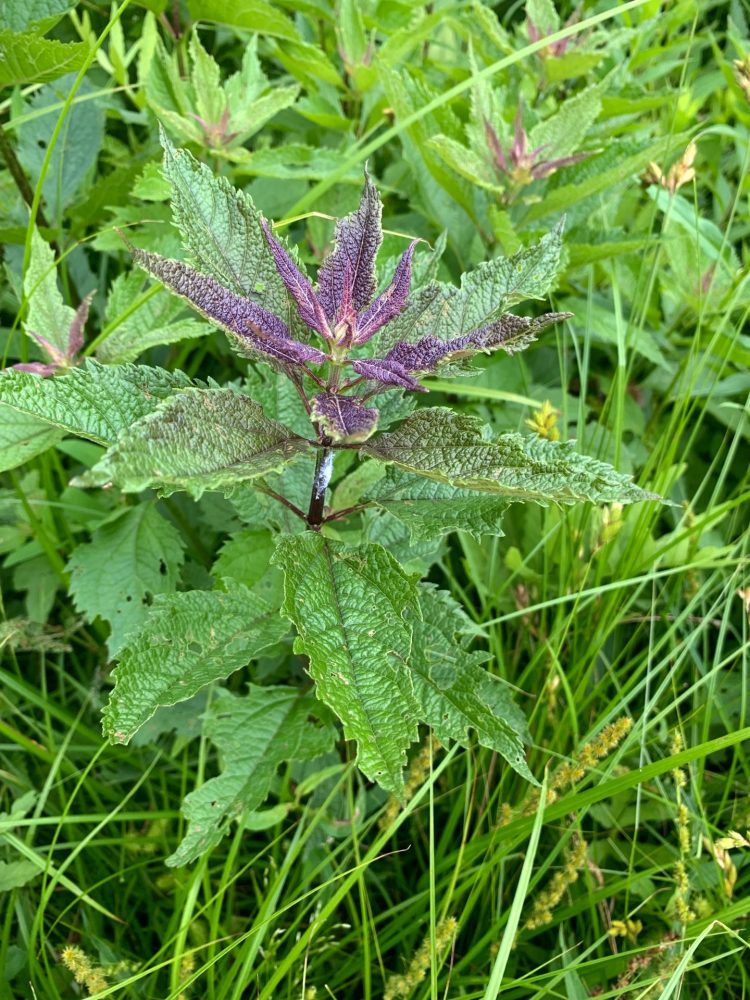 Joe Pye weed, Boulder Brook Reservation