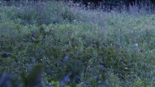 Wellesley Conservation Land Trust