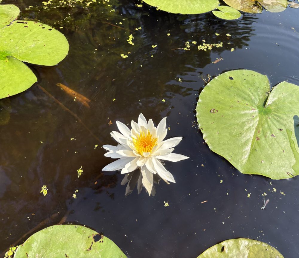 water lilly charles river