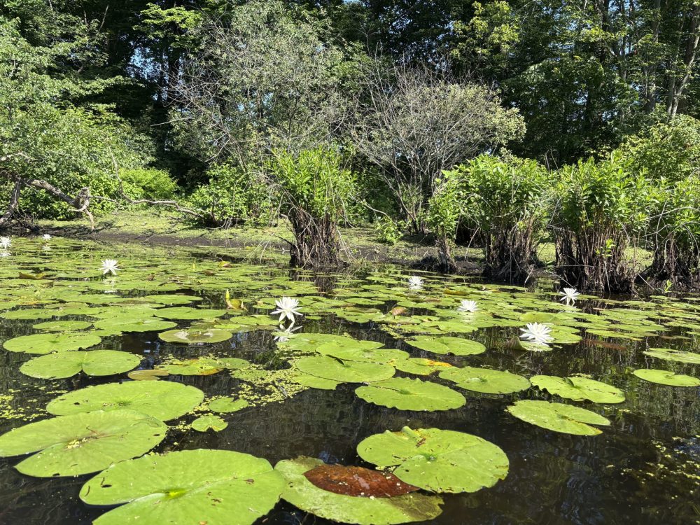 water lilly charles river