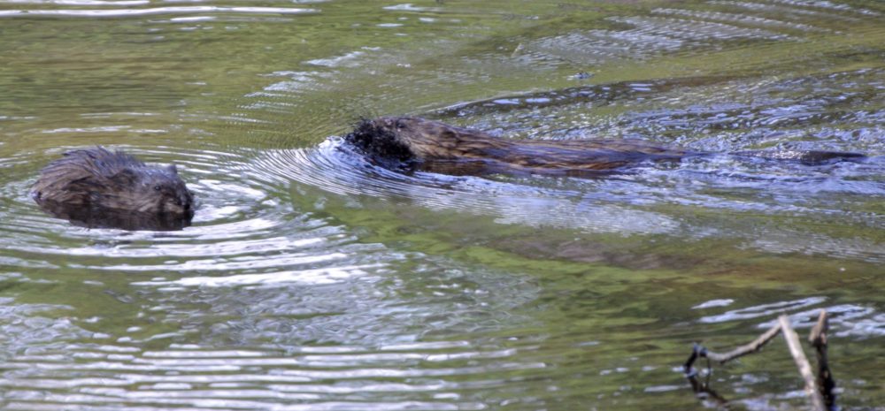 muskrats charles