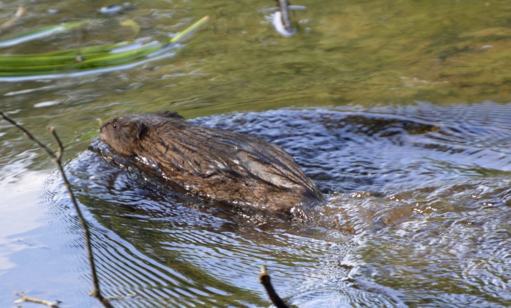 muskrats charles