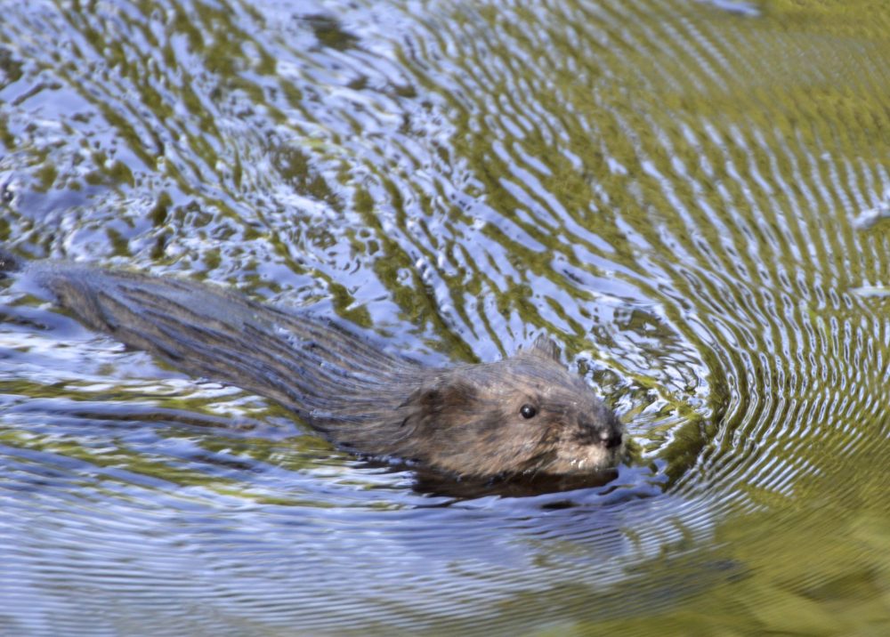 muskrats charles