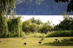 Wellesley College geese