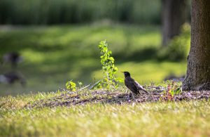 Wellesley College robin
