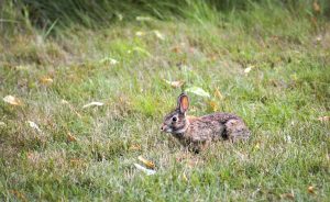 Wellesley College bunny