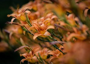 Wellesley College lilies