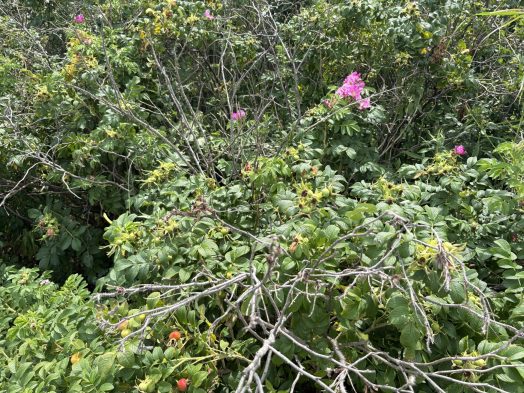 Belle Isle Marsh Reservation