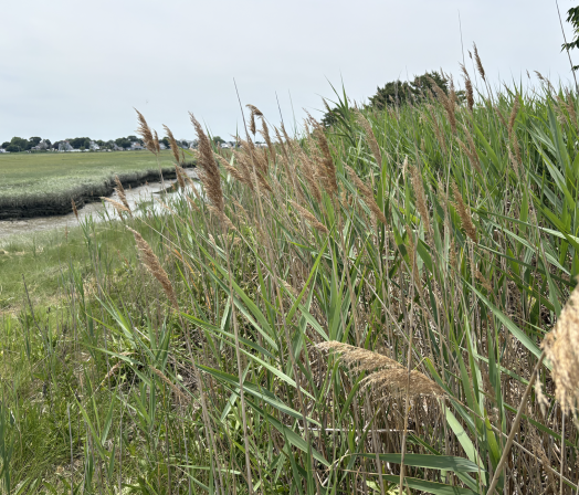 belle isle reservation