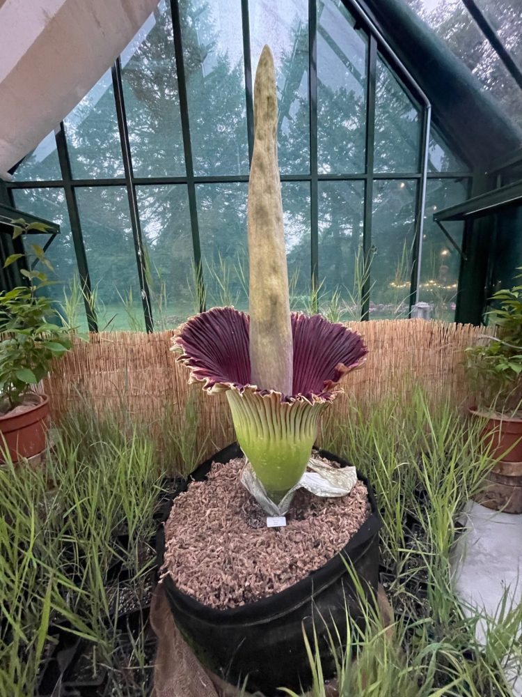 Eiiza the corpse flower