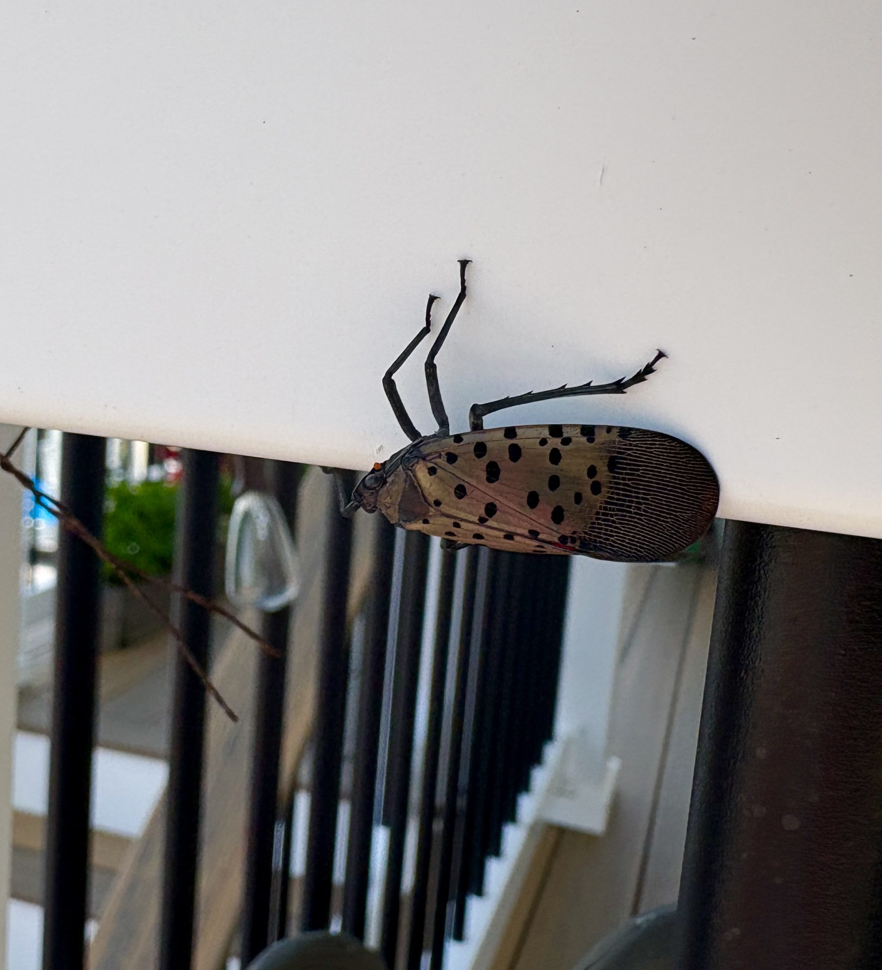 lanternfly