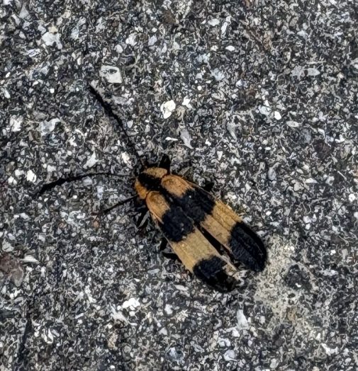 Locust borer, Meredith NH, August 2025