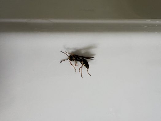 Paper wasp, Meredith NH, August 2025