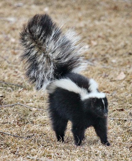 Skunk season