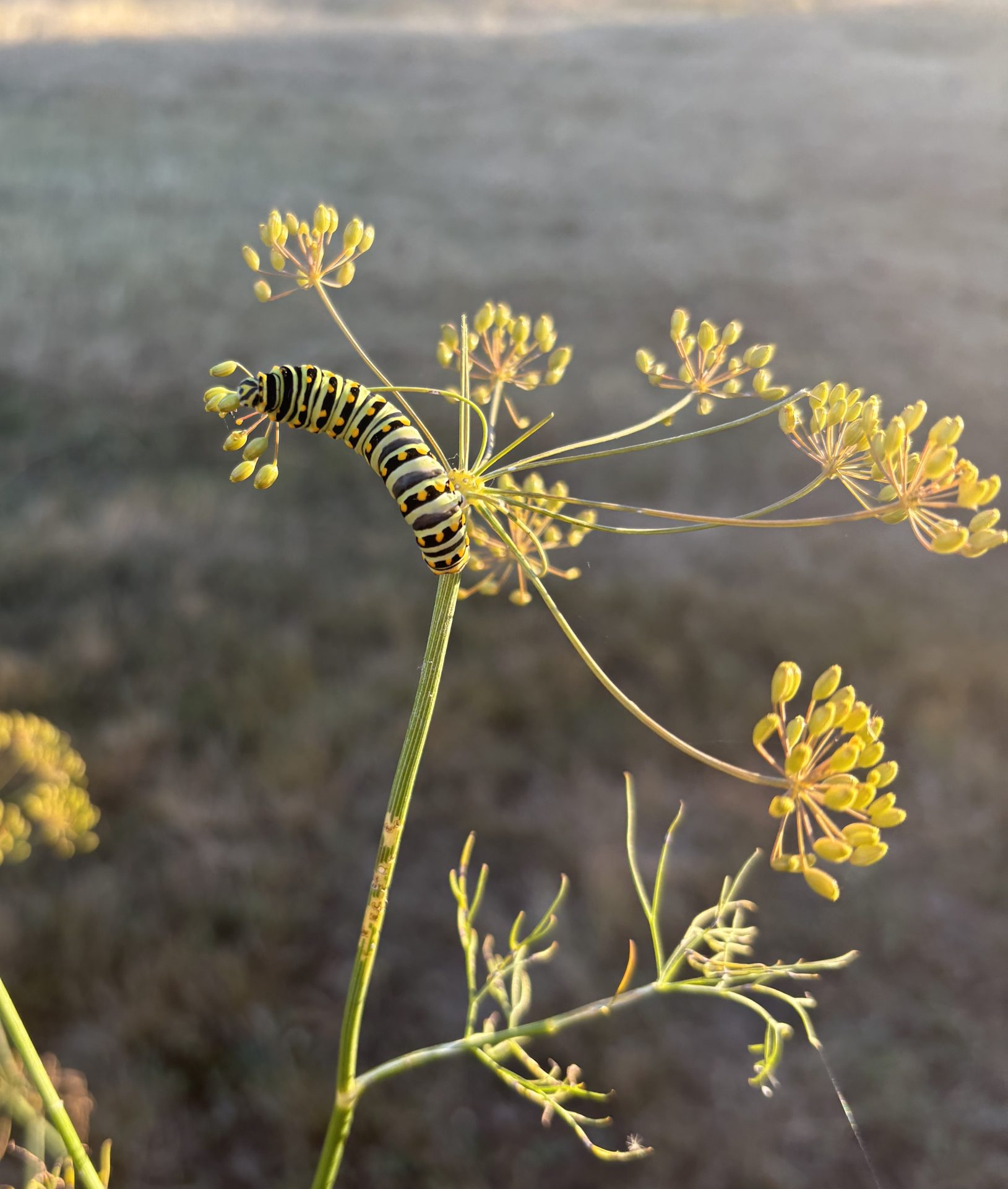 black swallowtail caterpillar on dill