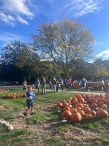 Wellesley Hills pumpkin patch