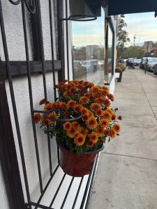 Mums Washington Street Wellesley Square