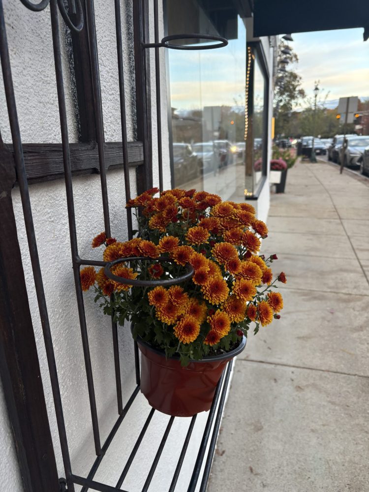 Mums Washington Street Wellesley Square