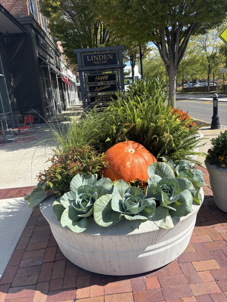 Linden Square fall