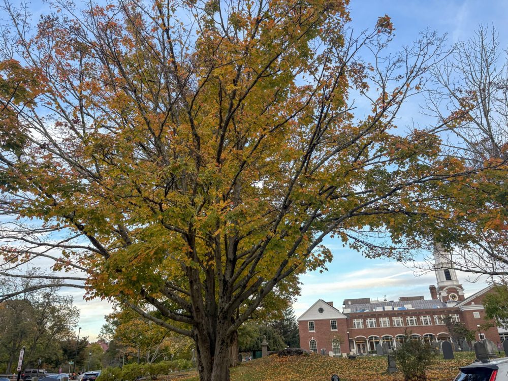 fall tree