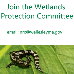 Natural Resources Commission, Wetlands, Wellesley