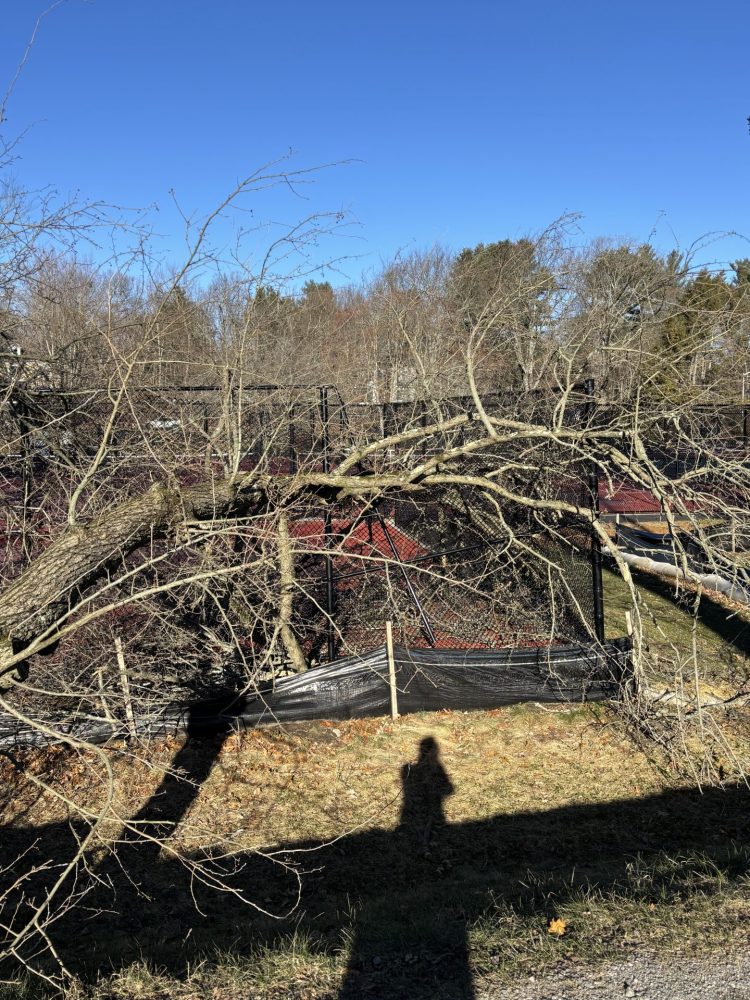 trees & branches down due to winds