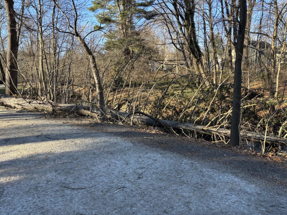 trees & branches down due to winds
