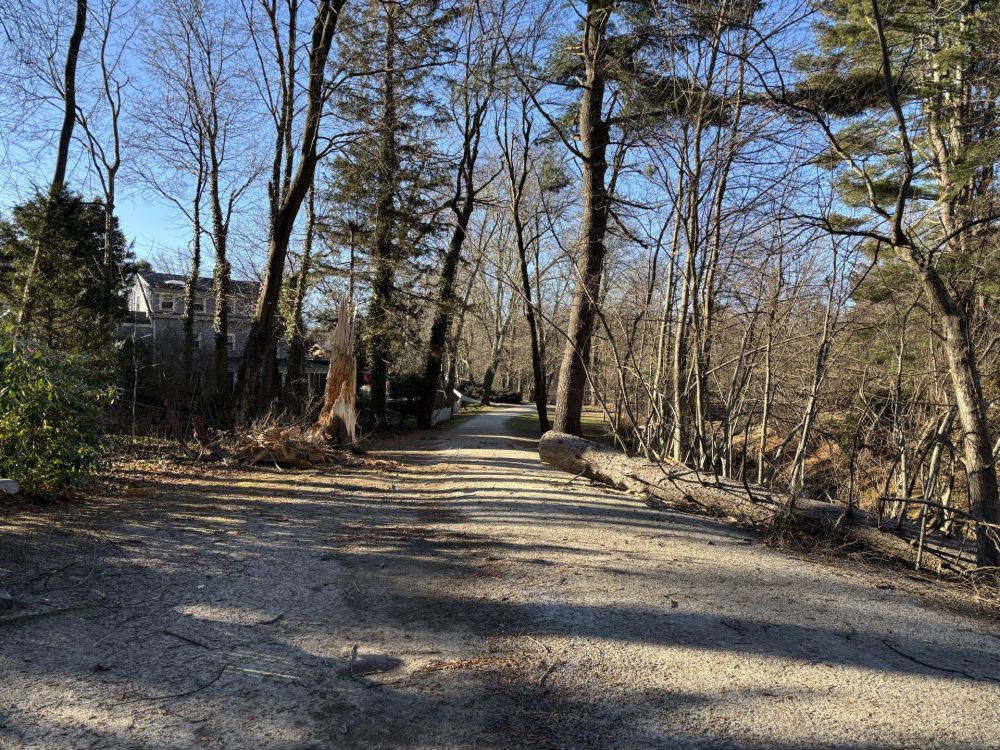 trees & branches down due to winds