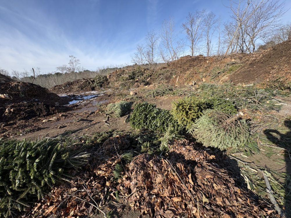 Christmas trees dump