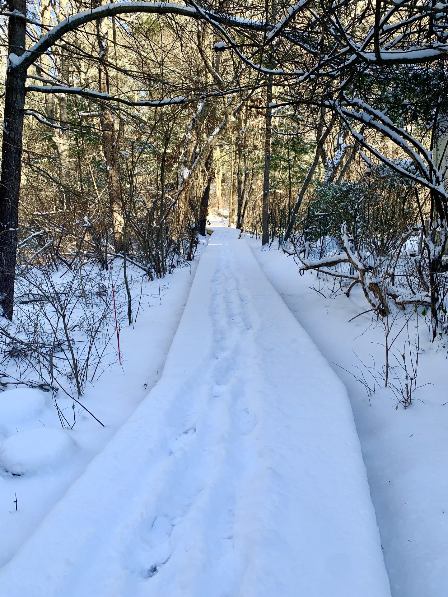 Wellesley Conservation Land Trust, Guernsey Sanctuary, boardwalk, winter