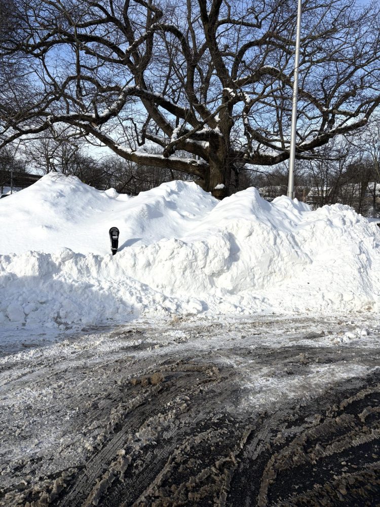 Wellesley snowstorm tree at post office