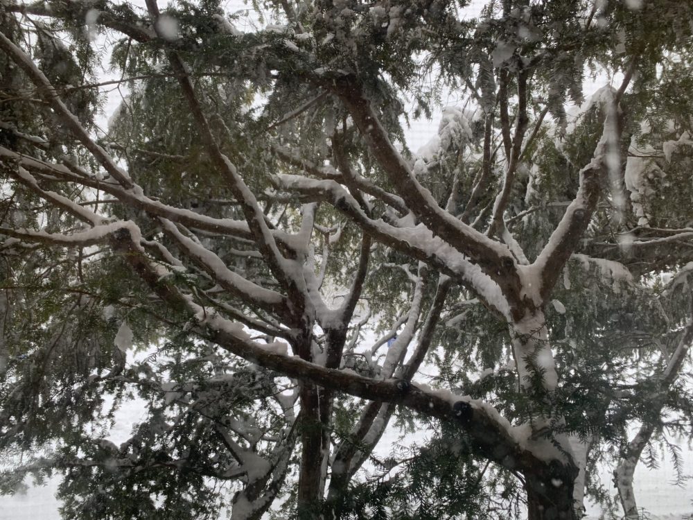 blizzard at Wellesley College