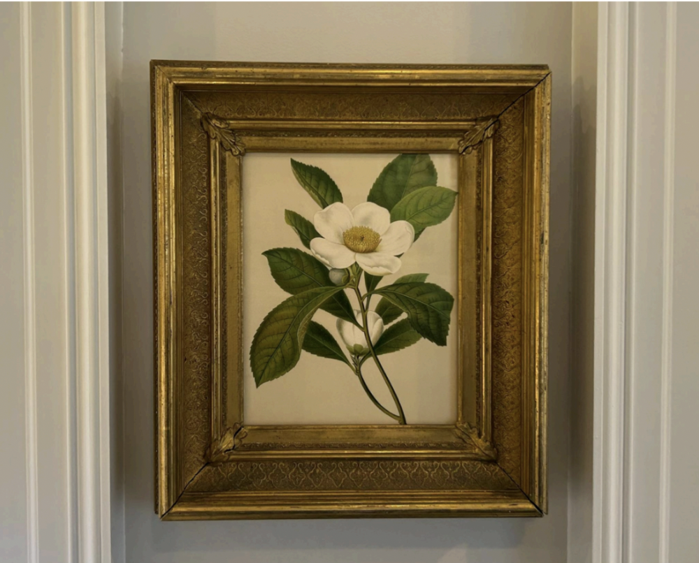 The White Bay (Gordonia Pubescens), By Isaac Sprague IV (1811-1895)Lithograph from “Flowers of the Field and Forest,” 1882