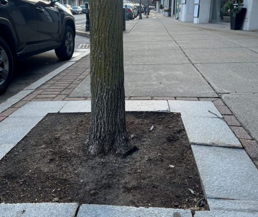 Tree pit, Central St., Wellesley