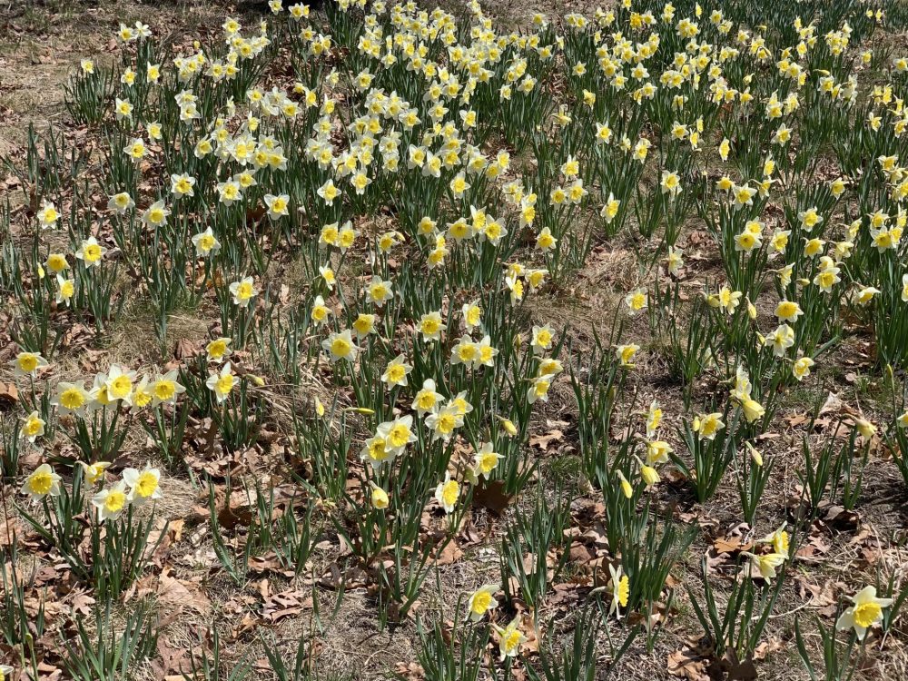 daffodil hill at Wellesley College