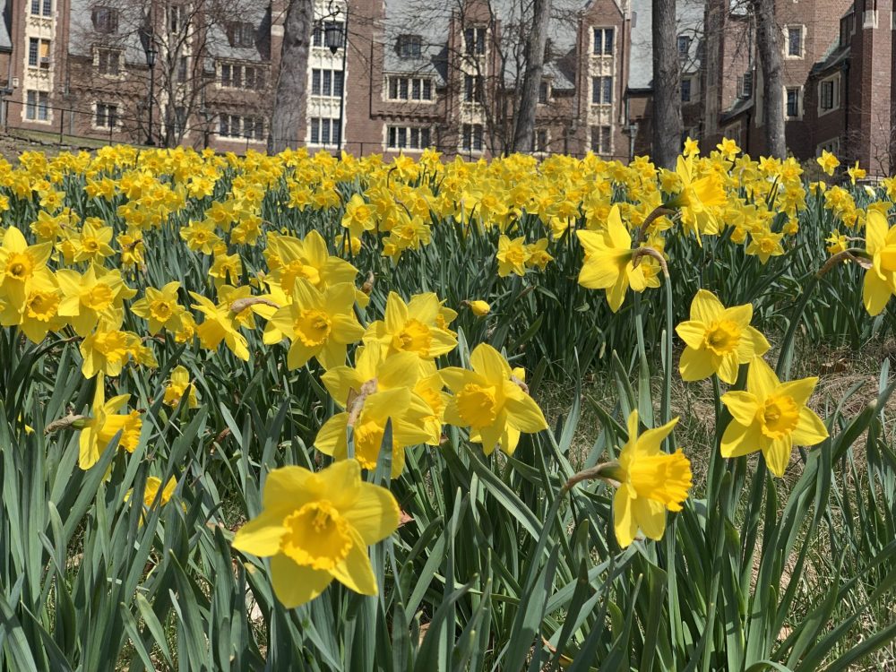 daffodil hill at Wellesley College