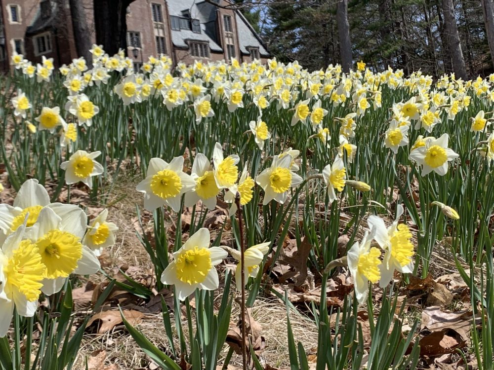 daffodil hill at Wellesley College