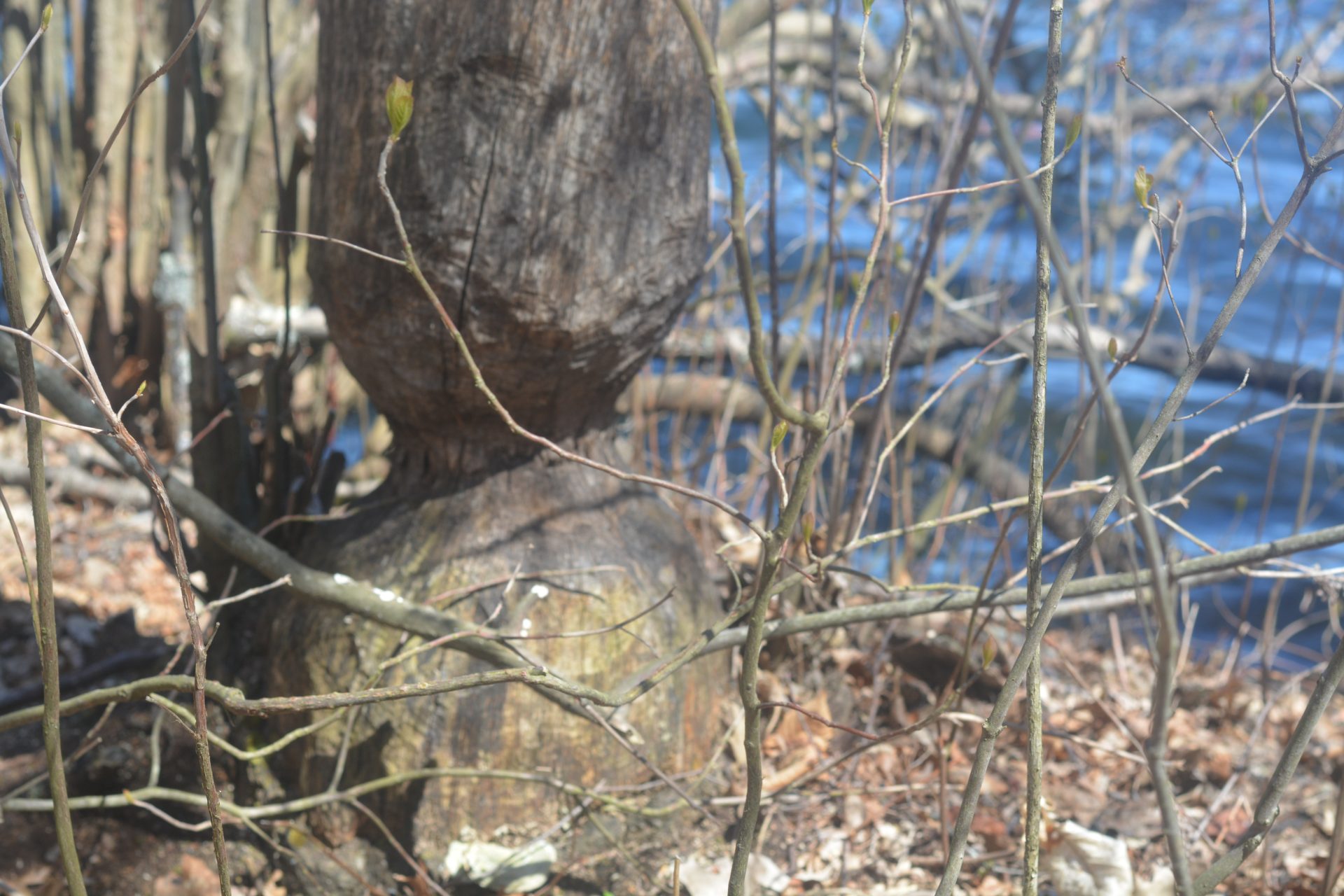 Lake Waban beavers