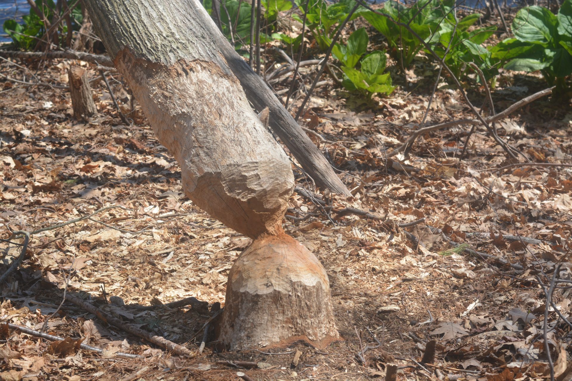 Lake Waban beavers