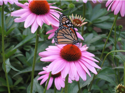 Flowers, butterfly