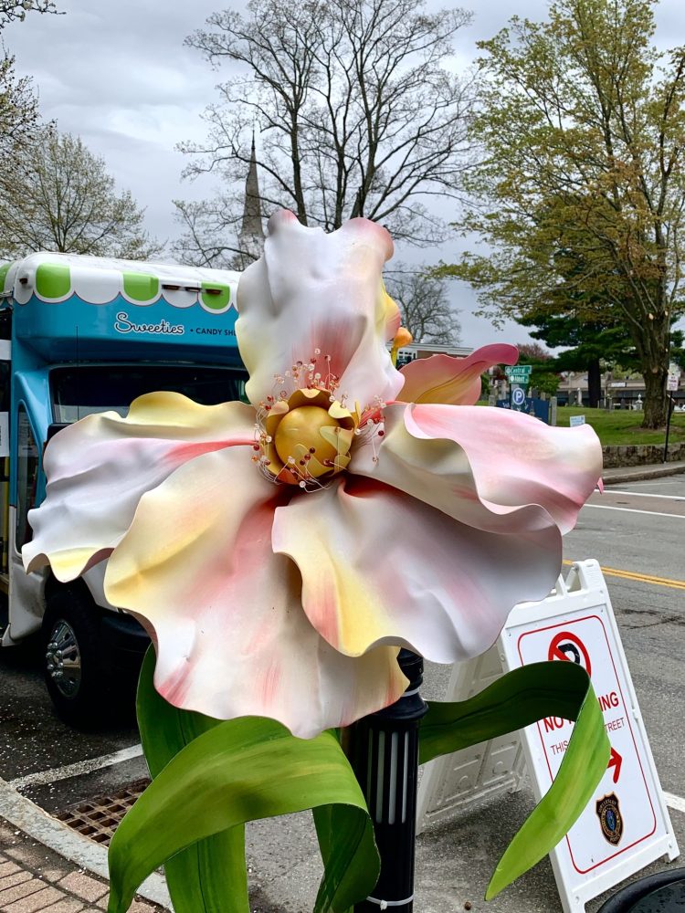 Wellesley in Bloom