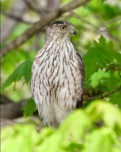 Bird, Cooper's hawk