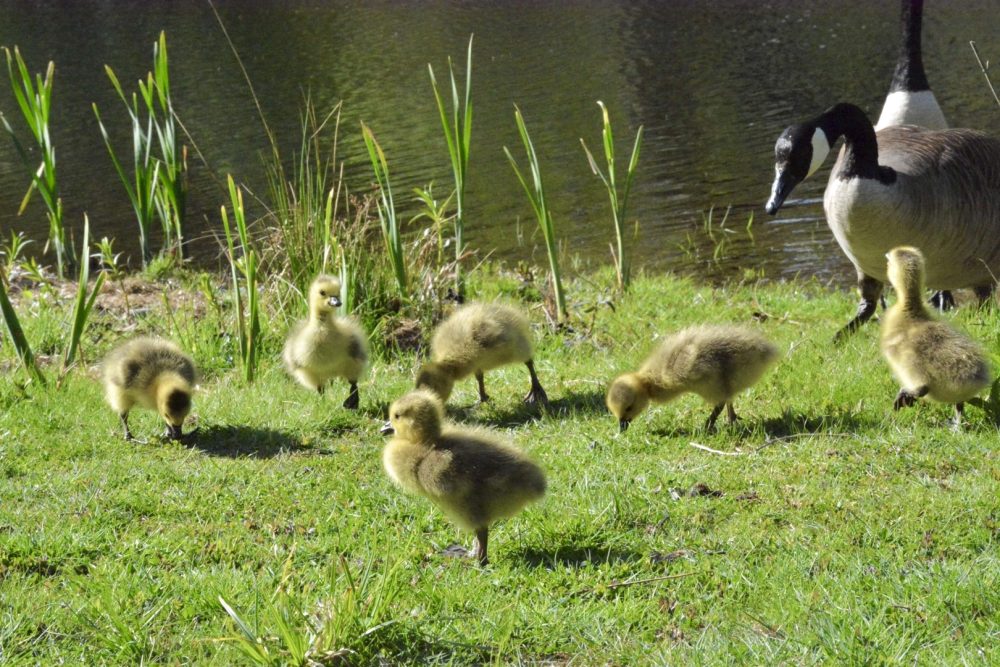 wellesley college geese