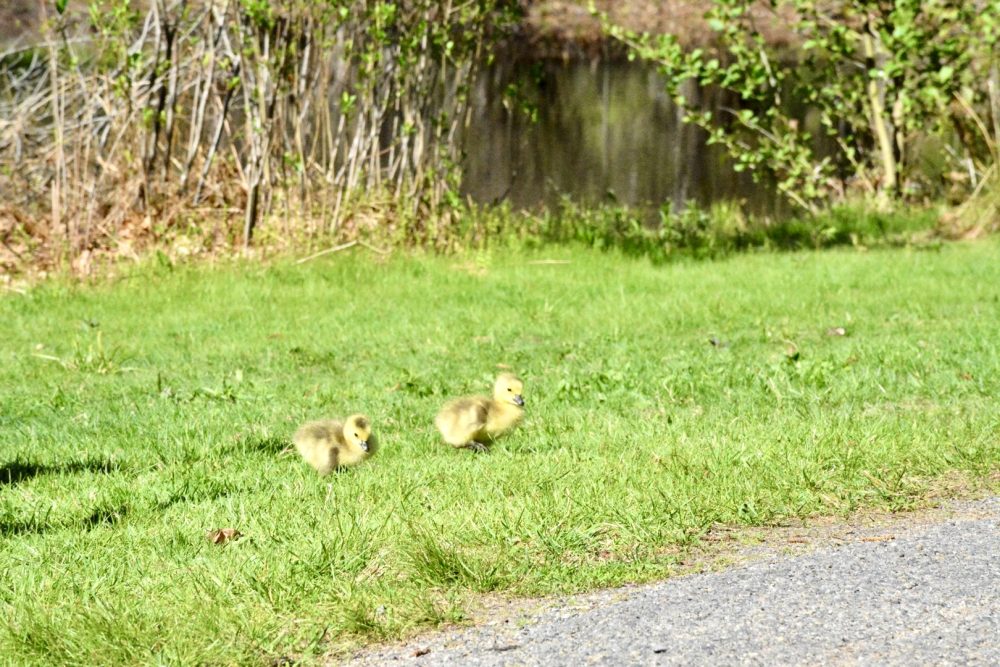 wellesley college geese