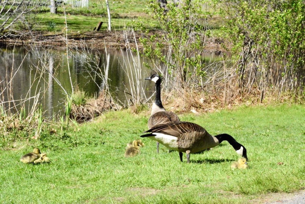 wellesley college geese