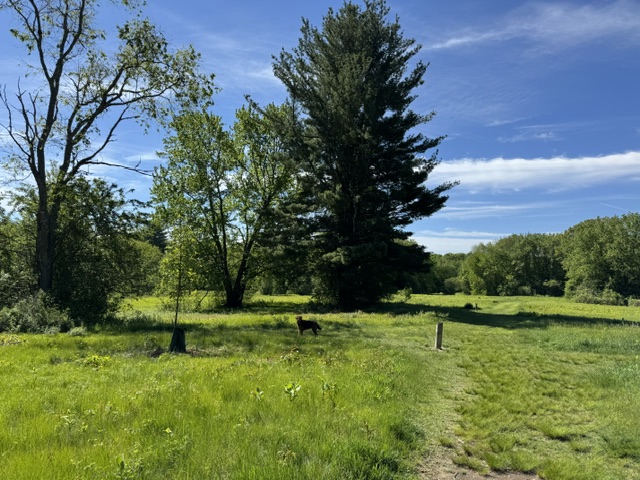 Boulder Brook Reservation spring