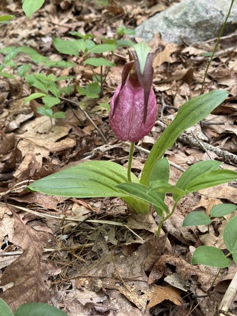 Boulder Brook Reservation spring